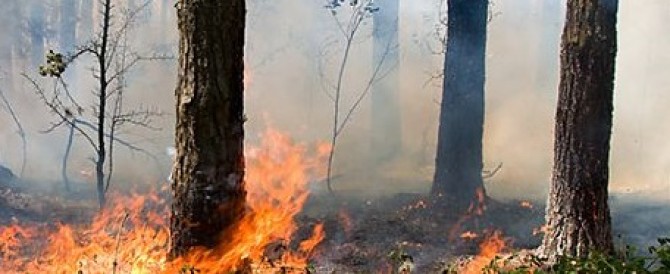МЧС предупреждает: В лесах Марий Эл высокая пожароопасность