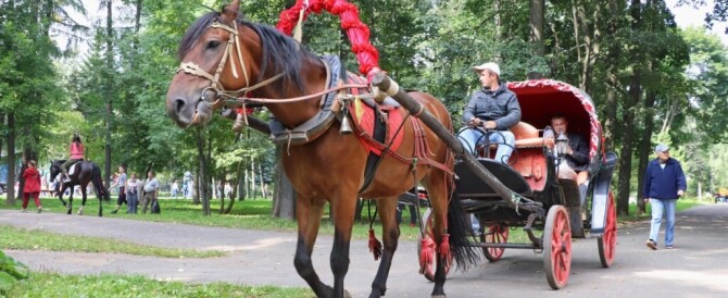 Администрация разрешила конные прогулки разрешили только в Центральном парке