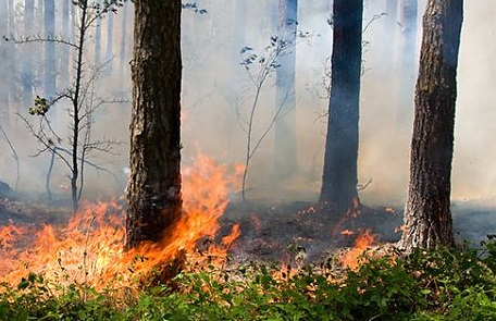 МЧС предупреждает: В лесах Марий Эл высокая пожароопасность